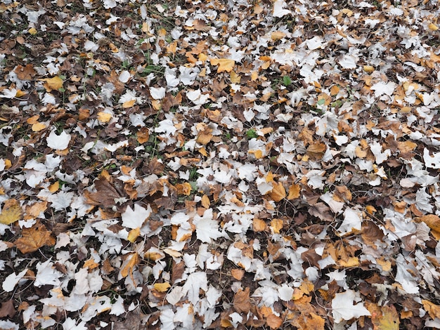 Brown autumn leaves background