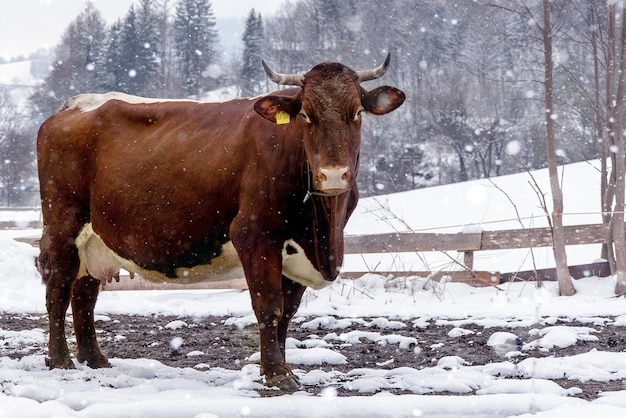 Brown Bavarian cow on a background of snow