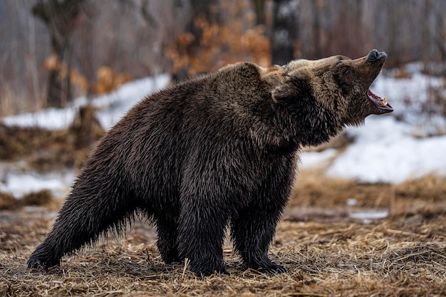 Brown bear closeup brown grizzly bear