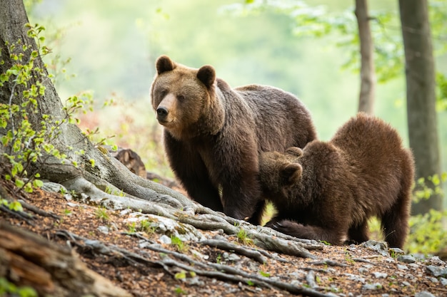 Brown bear cub kneeling by its mother and drinking milk in green forest