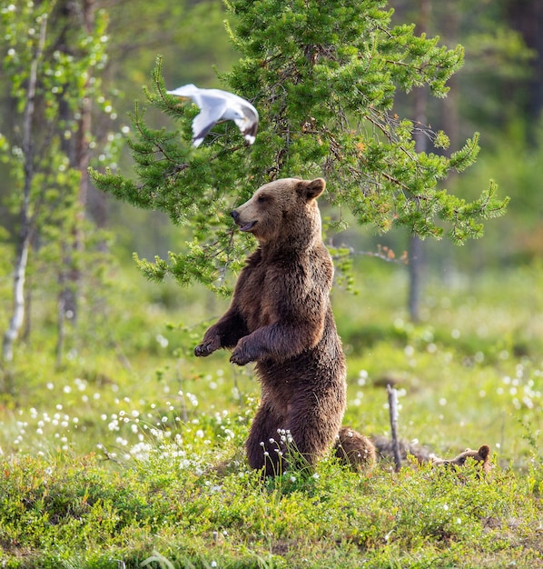 Brown bear in a forest glade is standing on its hind legs