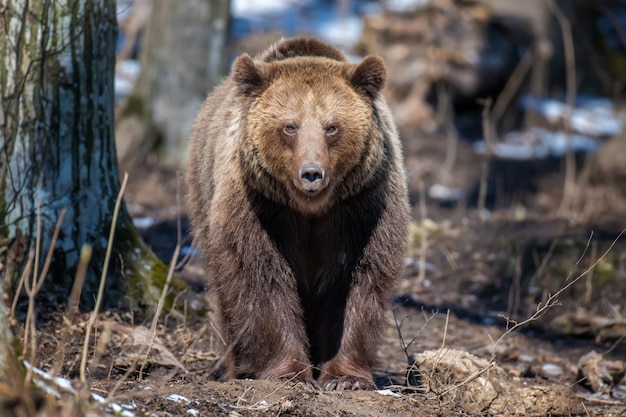 Brown bear in the forest up close. Wildlife scene from spring nature. Wild animal in the natural habitat