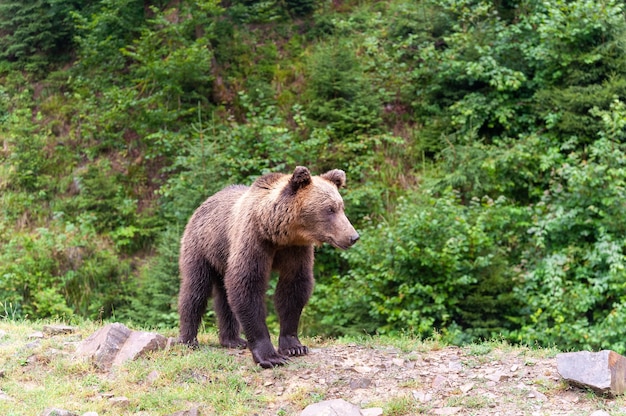 Brown bear in the forest