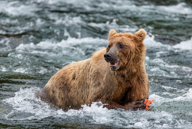 Brown bear is eating salmon in the river in Katmai National Park, Alaska, USA