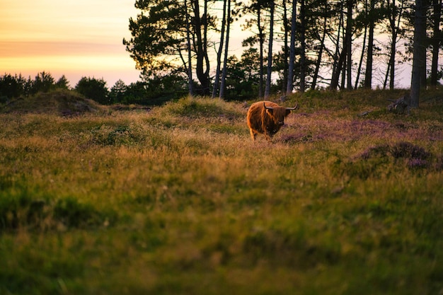 Photo a brown bear is walking through a field of grass and trees