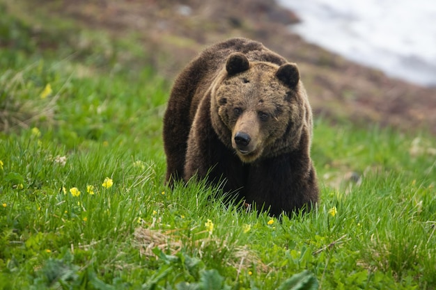 Brown bear moving on green glade in sprintime nature