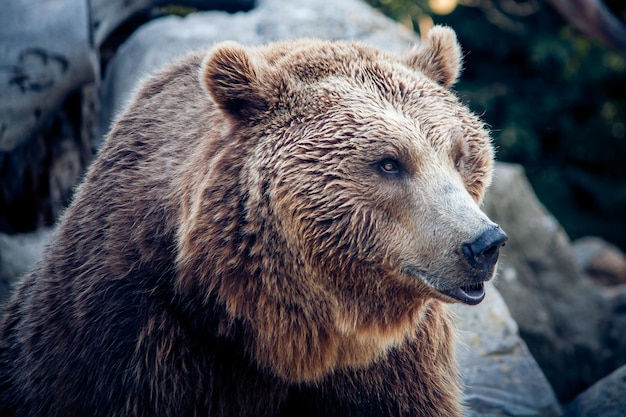 A brown bear on nature