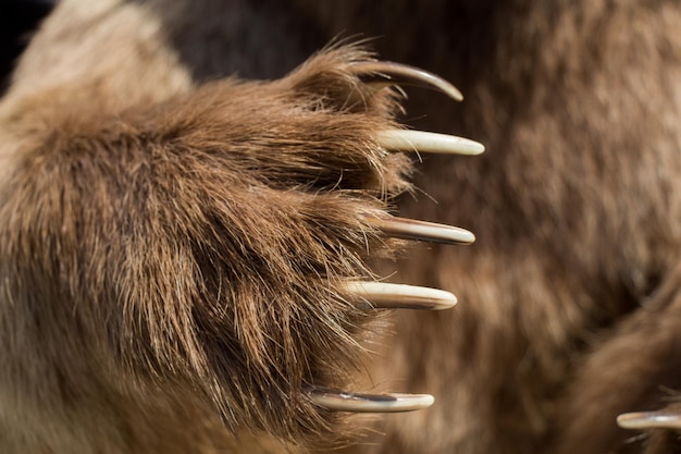 Brown Bear Paw With sharp Claws