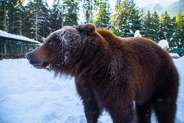 Brown bear in the reserve