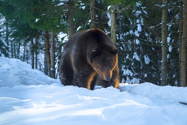 Brown bear in the reserve