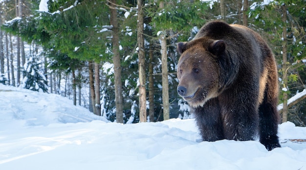 Brown bear in the reserve