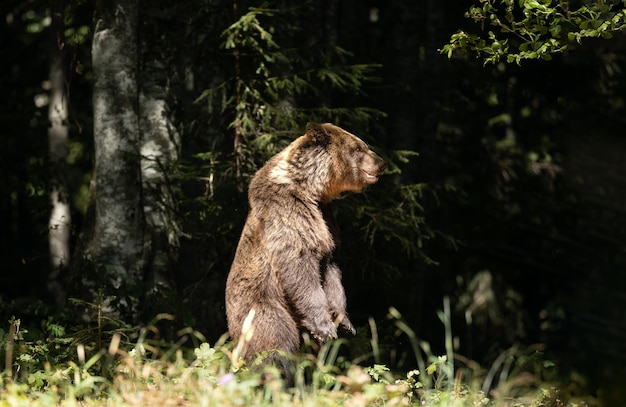 Photo brown bear standing in the forest