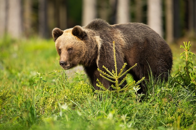 Brown bear standing on greenery in summertime nature