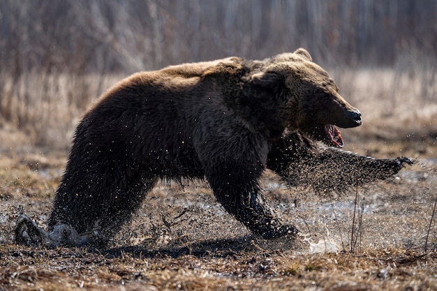 Brown bear tongue hanging out. High quality photo