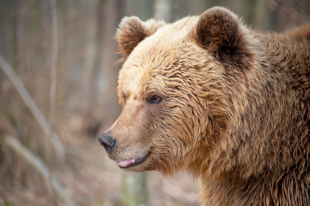 The brown bear (Ursus arctos), big male, walking in the forest