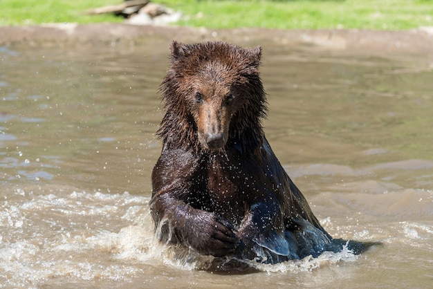 Brown Bear (Ursus arctos) swimming in a water