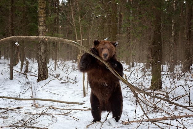 Brown bear Ursus Arctos in the woods in winter