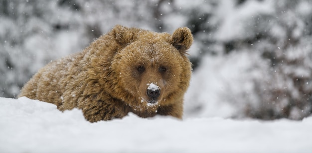 brown bear in winter forest. Danger animal in nature habitat.