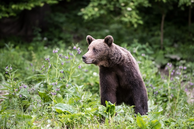 Brown bear in the woods edge. 