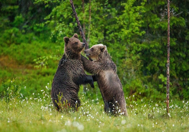 Brown bears in a forest glade are playing with each other