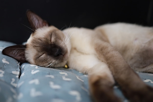 Brown beige cat. Siamese cat resting on the floor