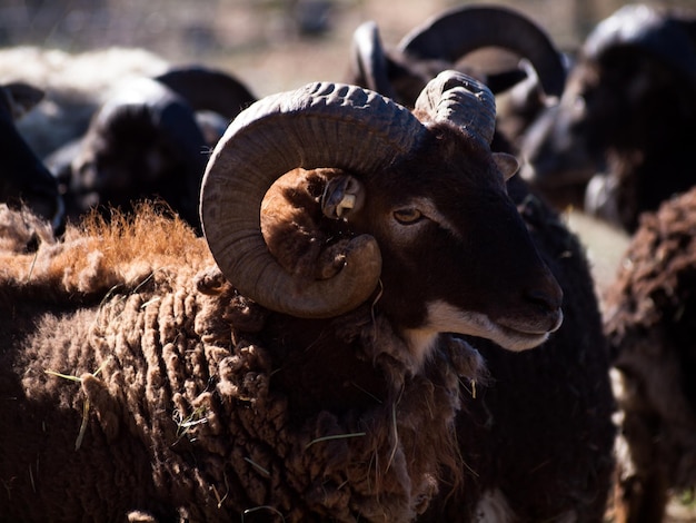 Brown big-horned sheep grazing on the farm.