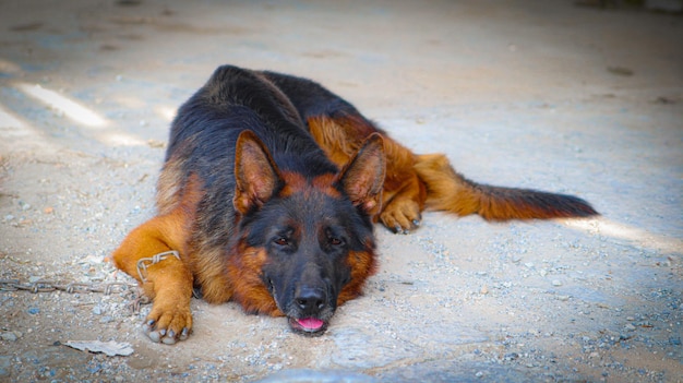 a brown and black germen shepherd dog laying on top of a dirt ground next to a chain on