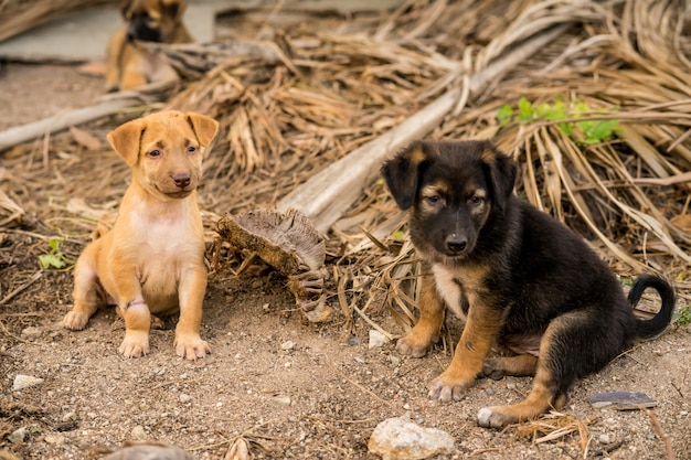 Brown and Black stray puppies Sitting on the ground