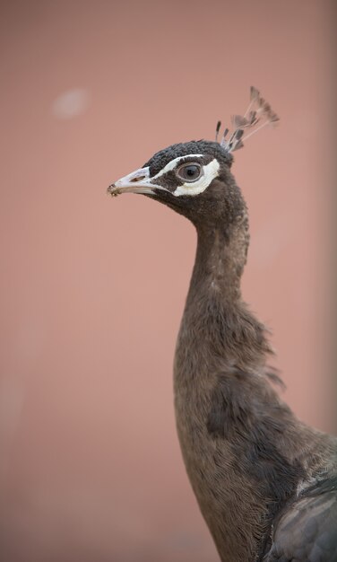 Photo brown black white peacock wild