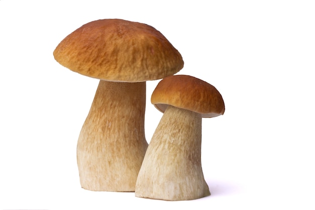 Brown boletus mushrooms, isolated on white background.