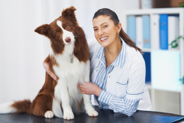 Brown Border Collie dog during visit in vet High quality photo