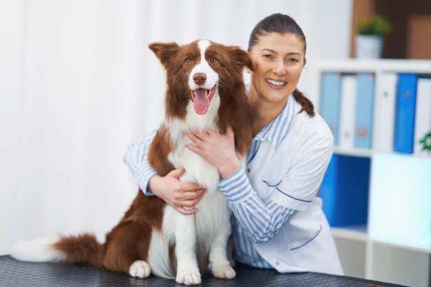 Brown Border Collie dog during visit in vet High quality photo