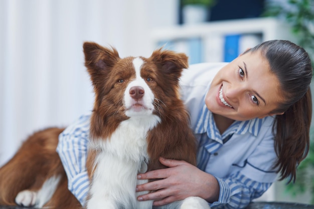 Brown Border Collie dog during visit in vet High quality photo