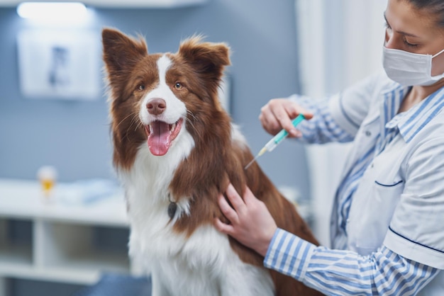 Brown Border Collie dog during visit in vet High quality photo