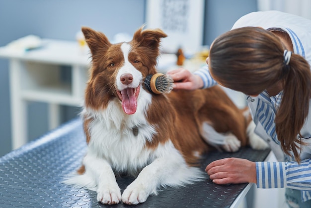 Brown Border Collie dog during visit in vet High quality photo