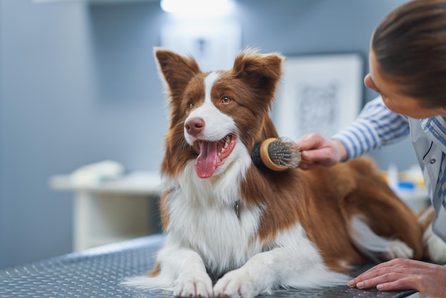 Brown Border Collie dog during visit in vet High quality photo