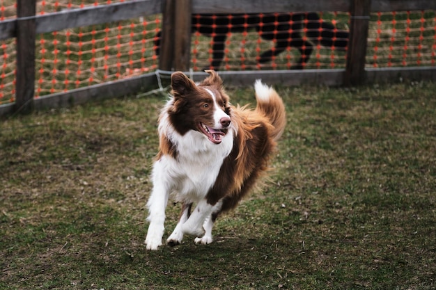 Brown border collie at herding service training runs around happy under the law