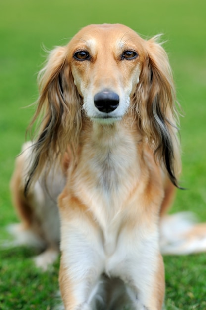 brown Borzoi dog in green summer grass