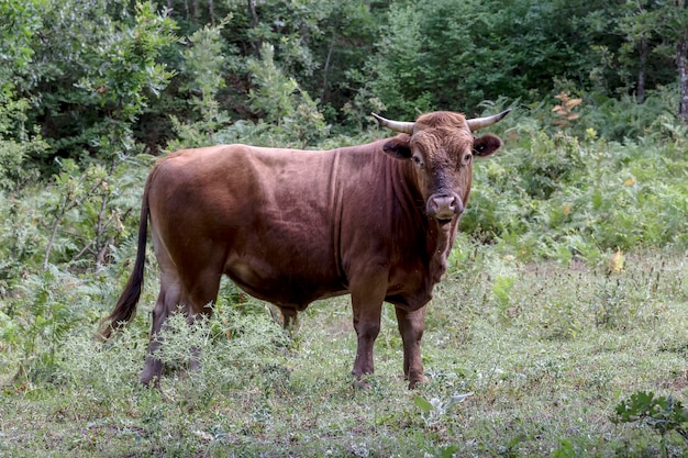 Brown bull graze freely in a forest area closeup