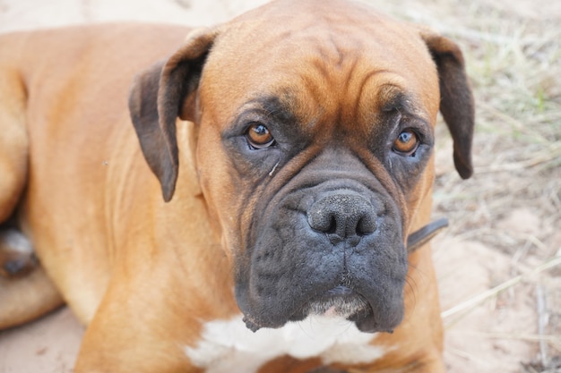 brown bulldog pet posing for the camera