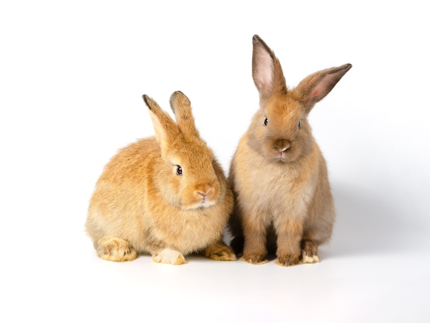 Brown bunny rabbits on white background.