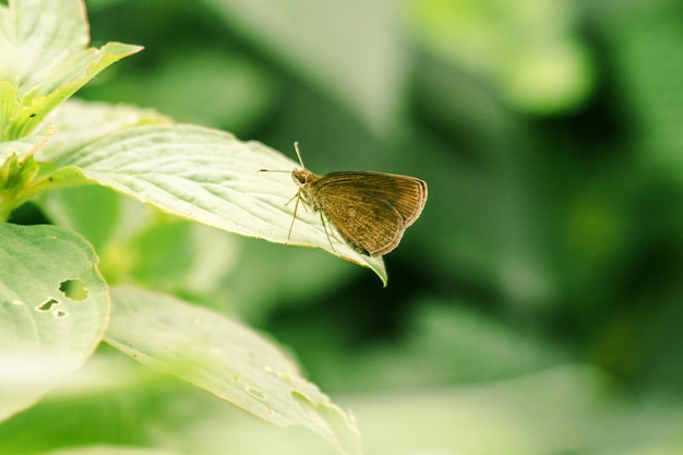 Brown butterfly on leaf