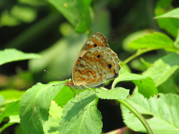 brown butterfly perched on the leaf