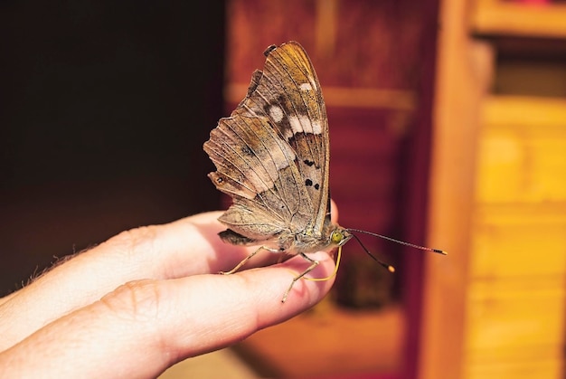 brown Butterfly sitting on human hand. Close-up