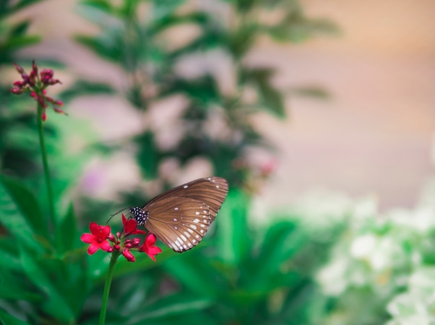 brown butterfly Spotted Black Crow (Euploea crameri bremeri) on red flower with green garden background