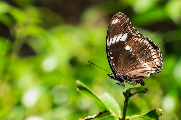 Brown butterfly on tree