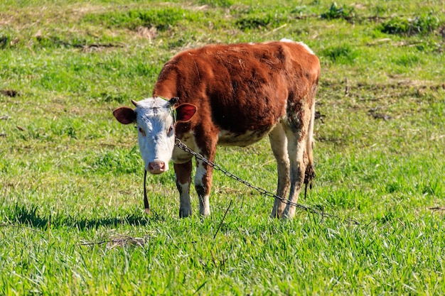 Brown calf on a green meadow