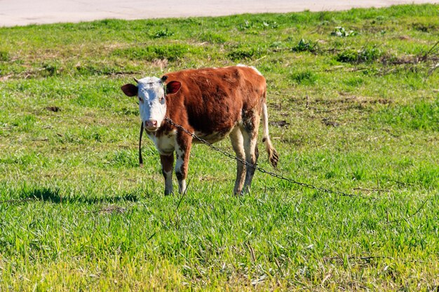 Brown calf on a green meadow