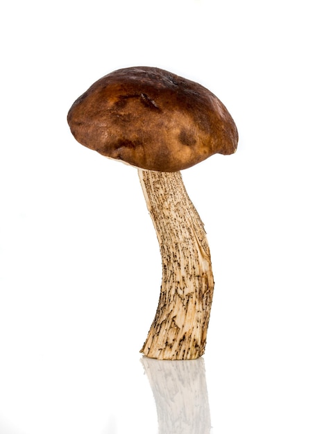 brown cap boletus mushroom on a white background