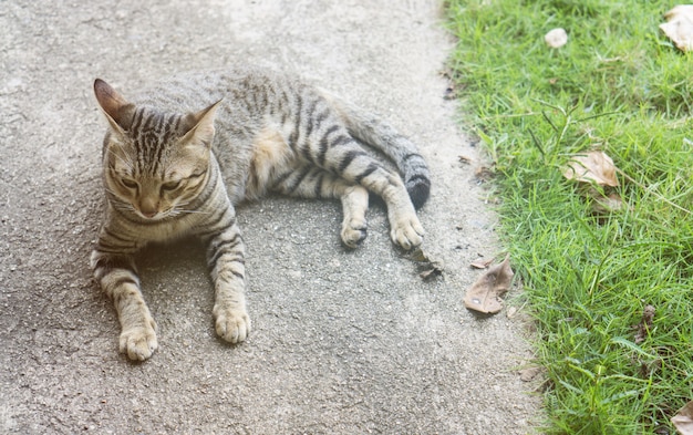 Brown cat lay down on the floor near grass in the park.